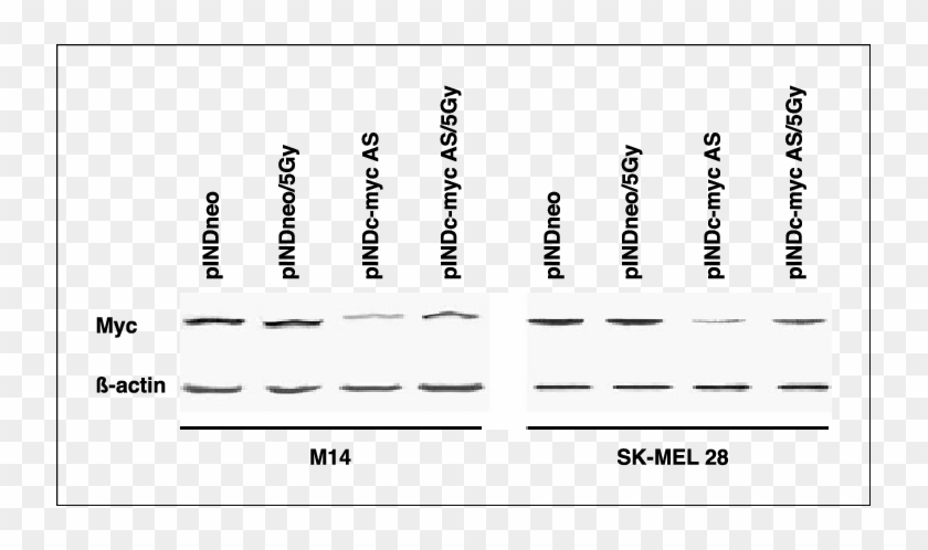 Levels Of Myc Protein In Both M14 And Sk-mel28 Pindneo, - Colorfulness Clipart #5290016