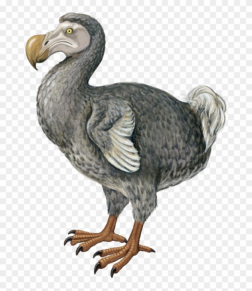 Dodo - Drawing Of Dodo Clipart