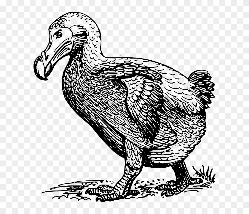 Dodo Walking - Sketch Of Dodo Bird Clipart #5290321
