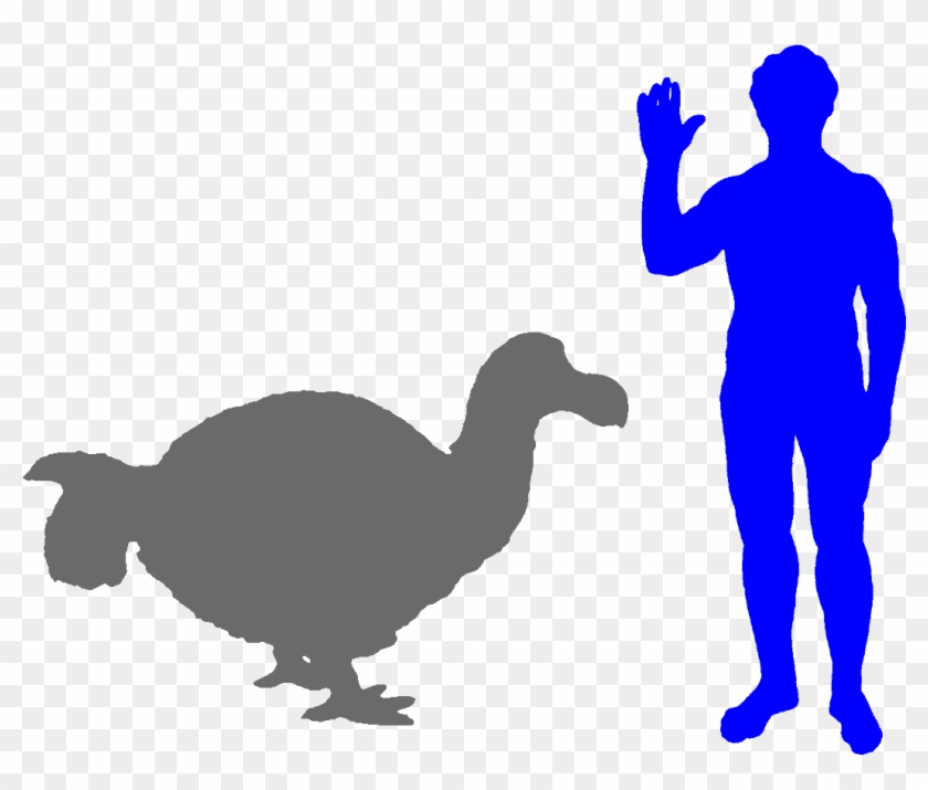The Dodo Was The Largest Ever Pigeon - Heterodontosaurus Size Clipart #5290880