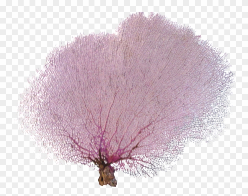 Coral Vector Sea Fan Clipart