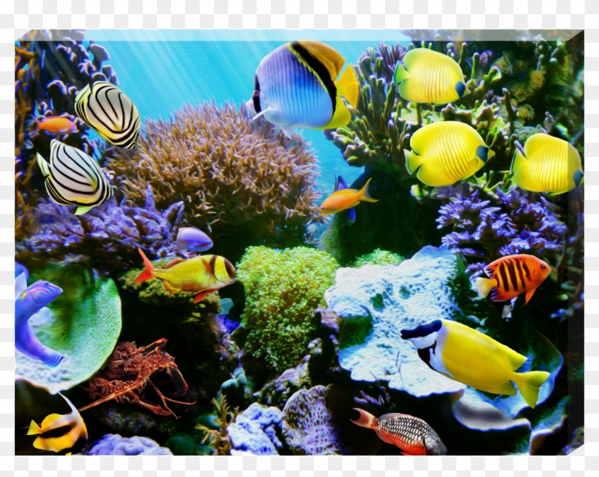 Tropic Wonder Dos Clipart #5295903