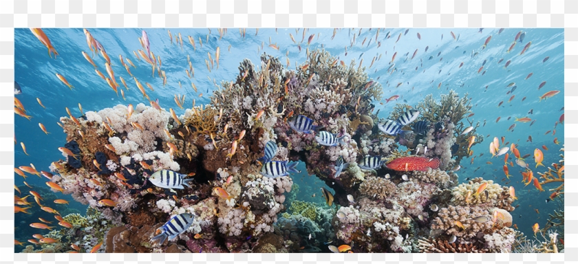 Sea Of Life - Underwater Life Real Photography Real Clipart #5296057