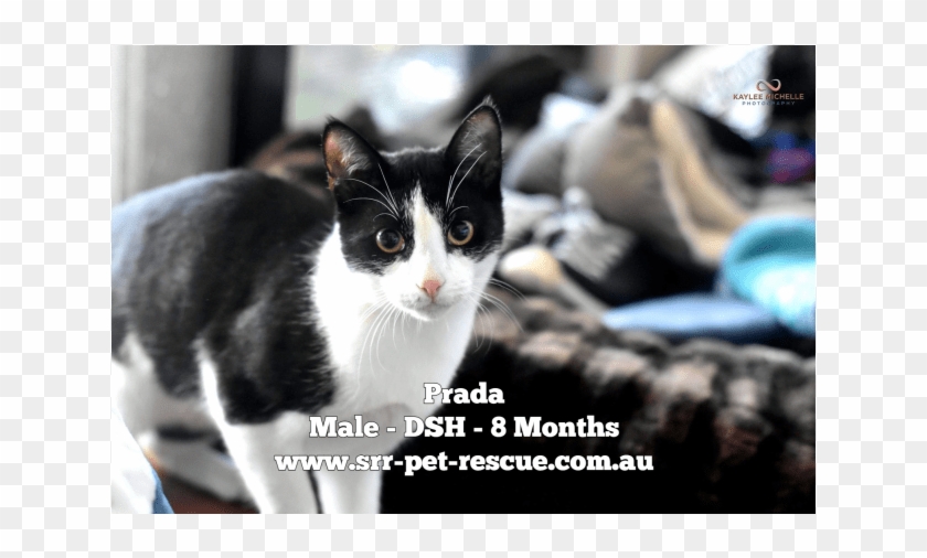 Photo Of Prada - Montpellier Clipart #5297239