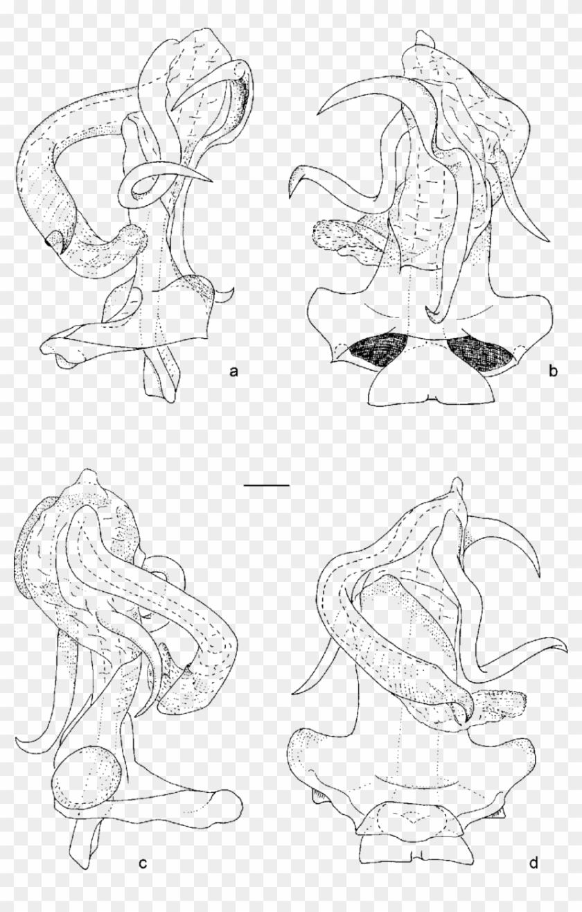 Celebenna Thomarosa Sp - Sketch Clipart #530114