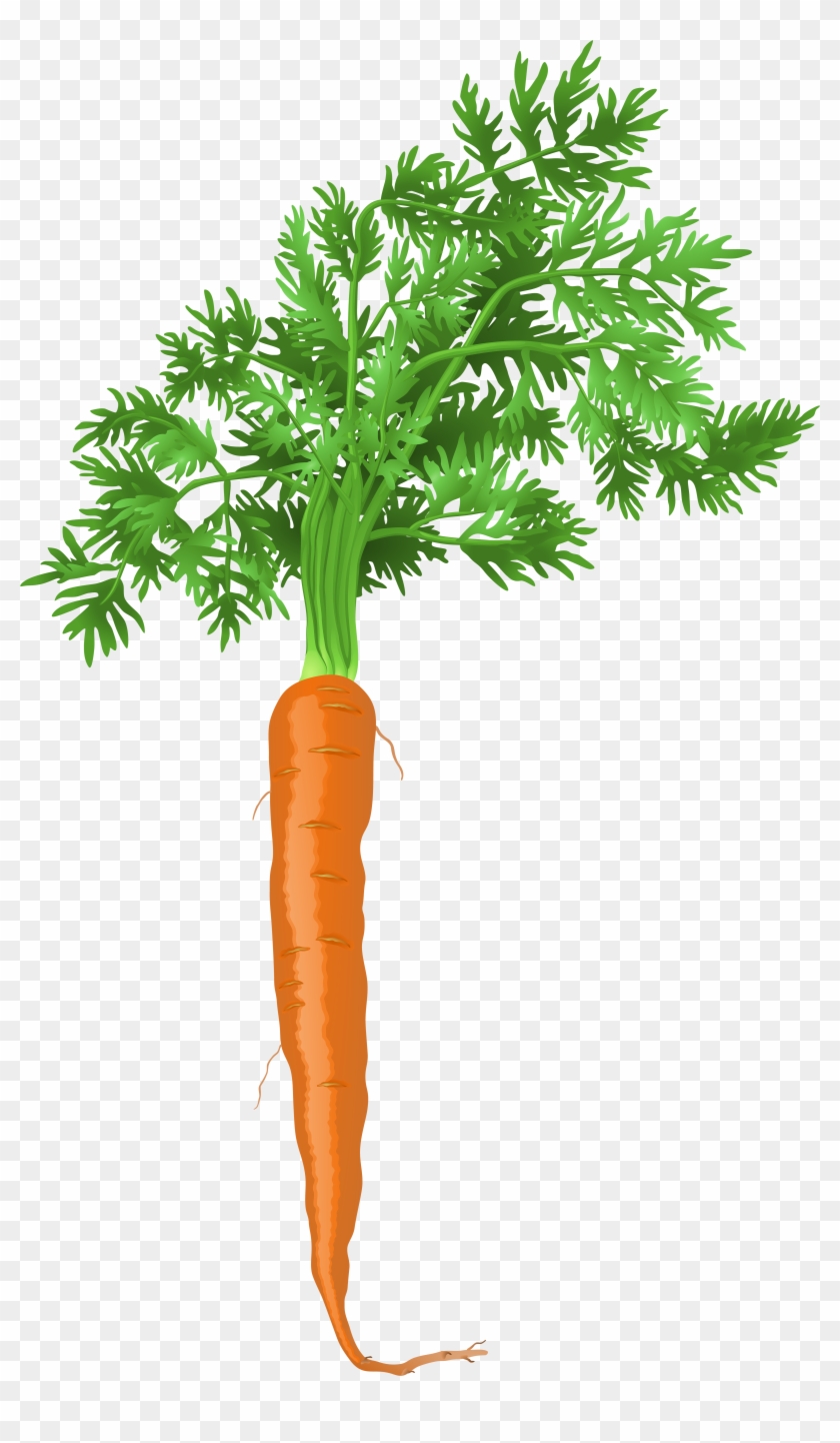 Root Vegetable Plant Transparent Clipart
