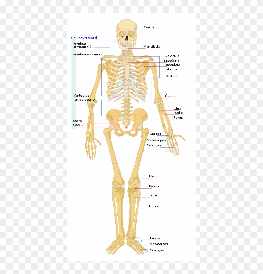 Human Skeleton Front En - Four Main Functions Of Skeleton Clipart #530805