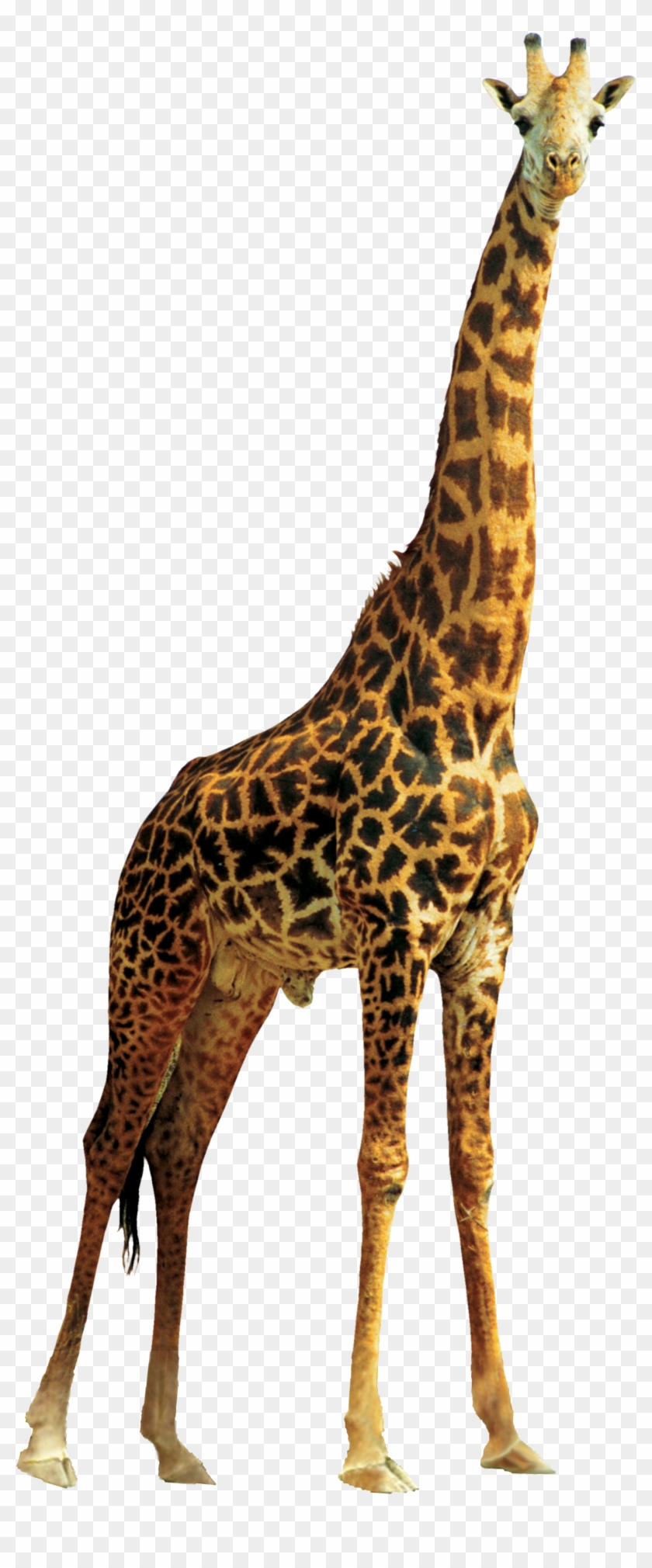 Giraffe - Giraffe Png Clipart