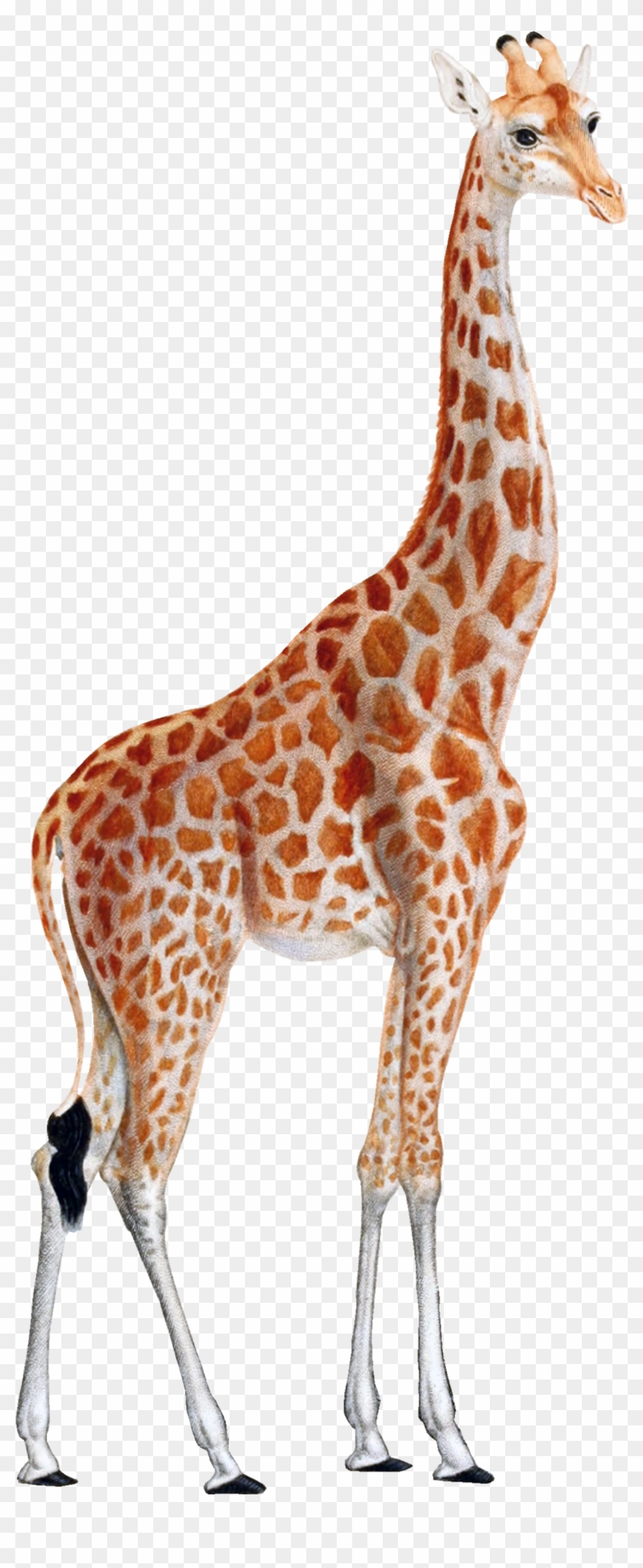 Giraffe Png - Giraffe Clipart Transparent Png #530829