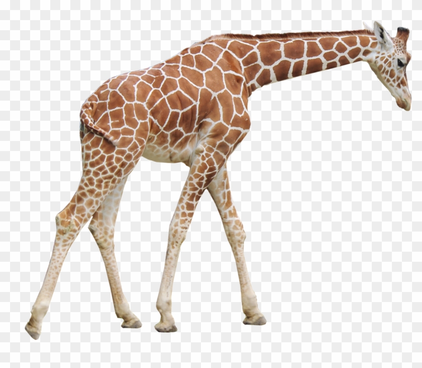 Giraffe Transparent Image - Giraffe Png Clipart #530858