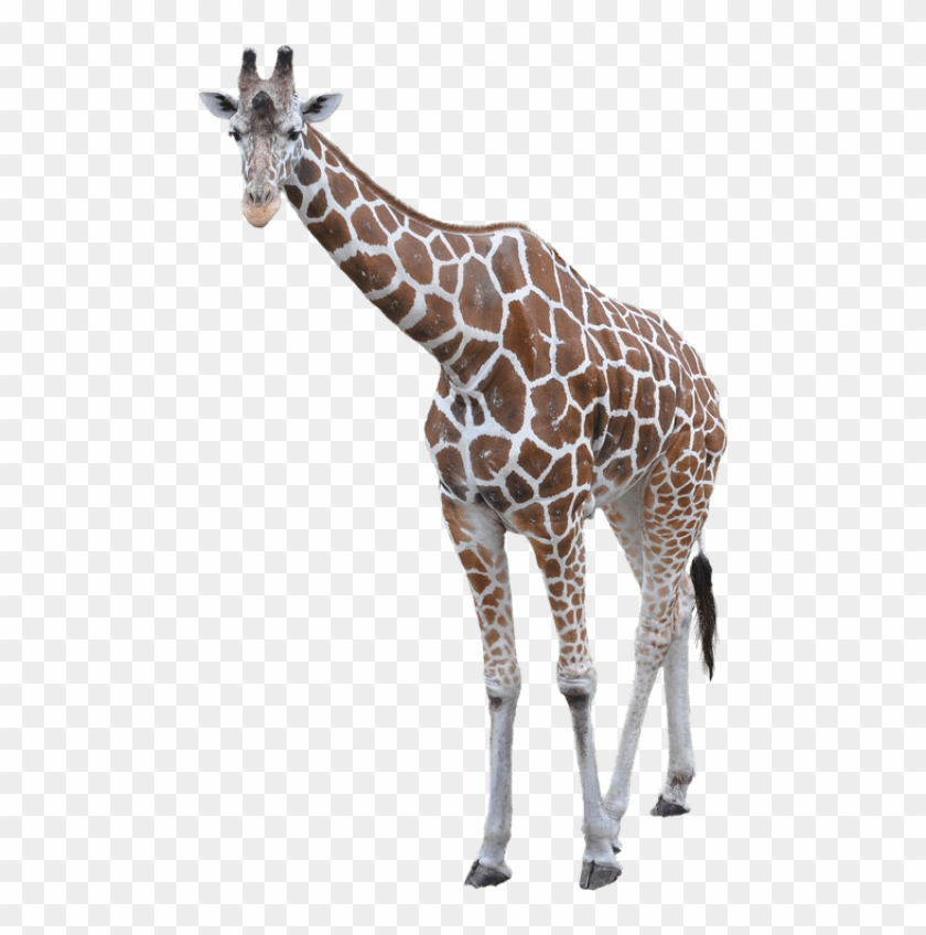Giraffe Png Hd - Giraffe With No Background Clipart #530911