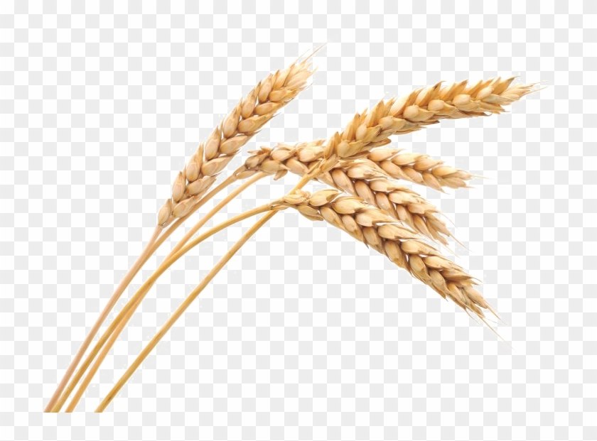 Wheat Png Image - Vita Health Bg35 Plus Clipart