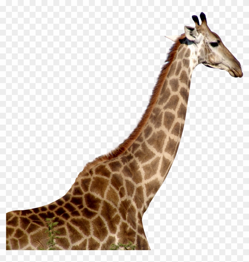 Giraffe Download Png - Giraffe Png Clipart