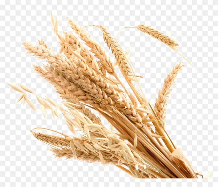 Wheat Transparent Background Png - Transparent Background Wheat Png Clipart #530998