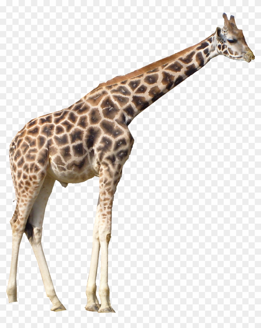 Giraffe - Giraffe Png Clipart