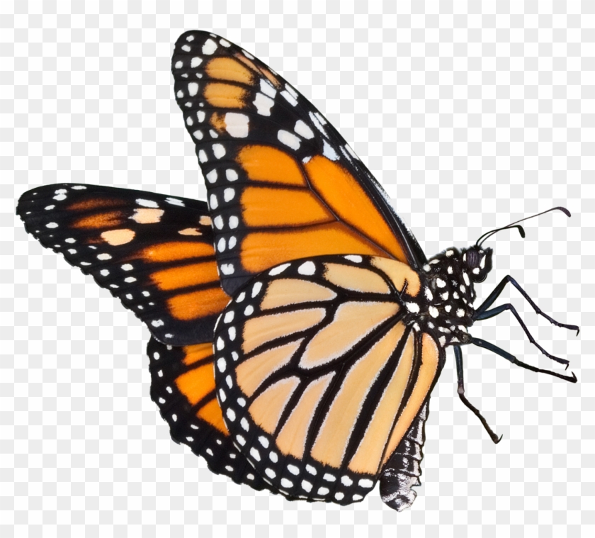 Butterflies Icon Download - Transparent Background Monarch Butterfly Clipart #531028