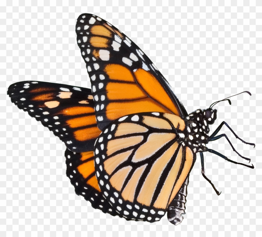 Butterflies Icon Download - Transparent Background Monarch Butterfly Clipart