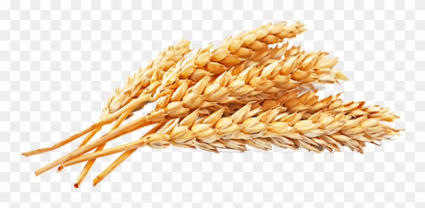 Wheat Png Free Download - Wheat Png Clipart #531053