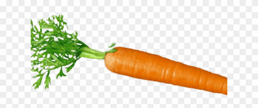 Carrot Clipart #531077