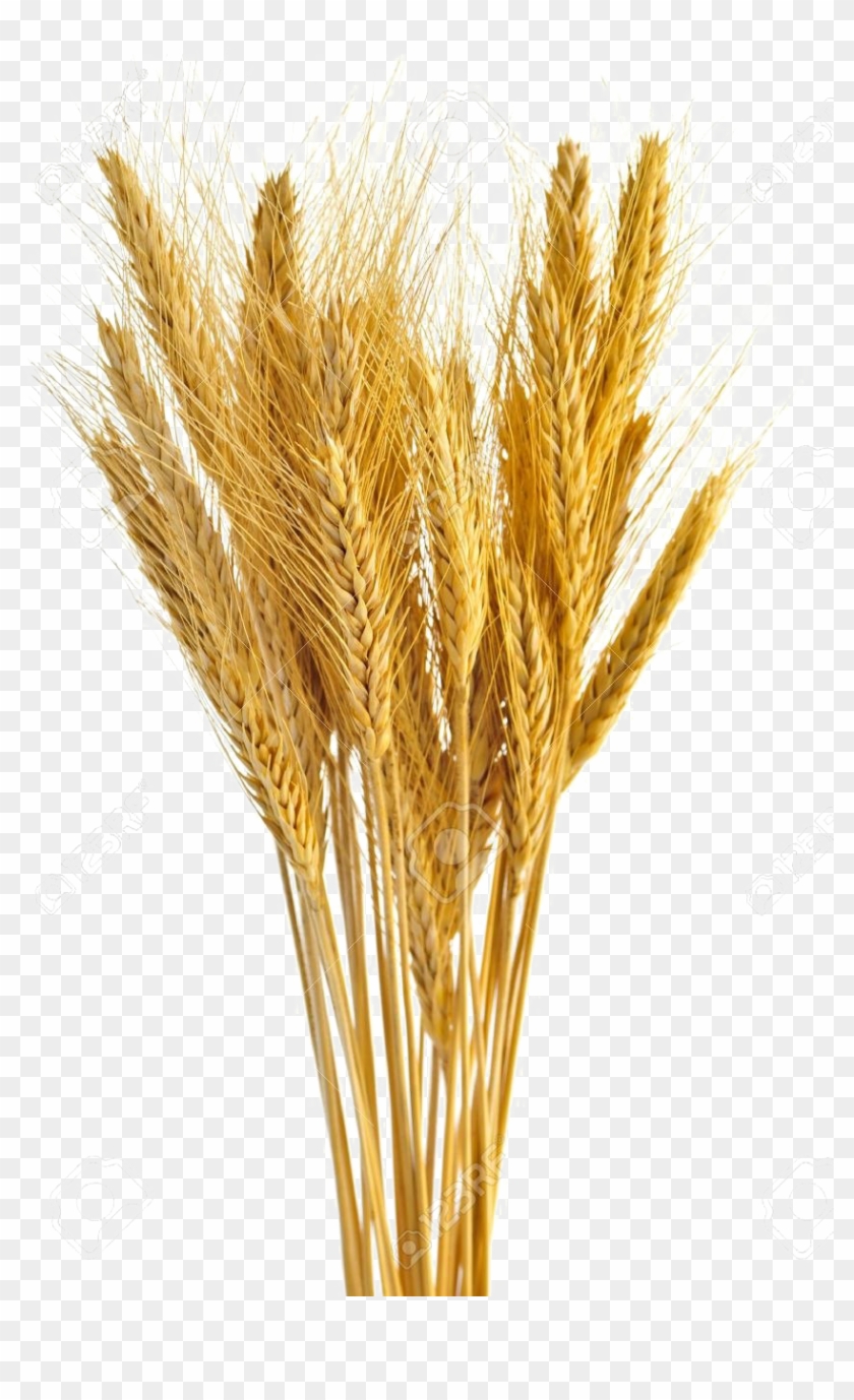 Bunch Of Wheat , Png Download Clipart #531103