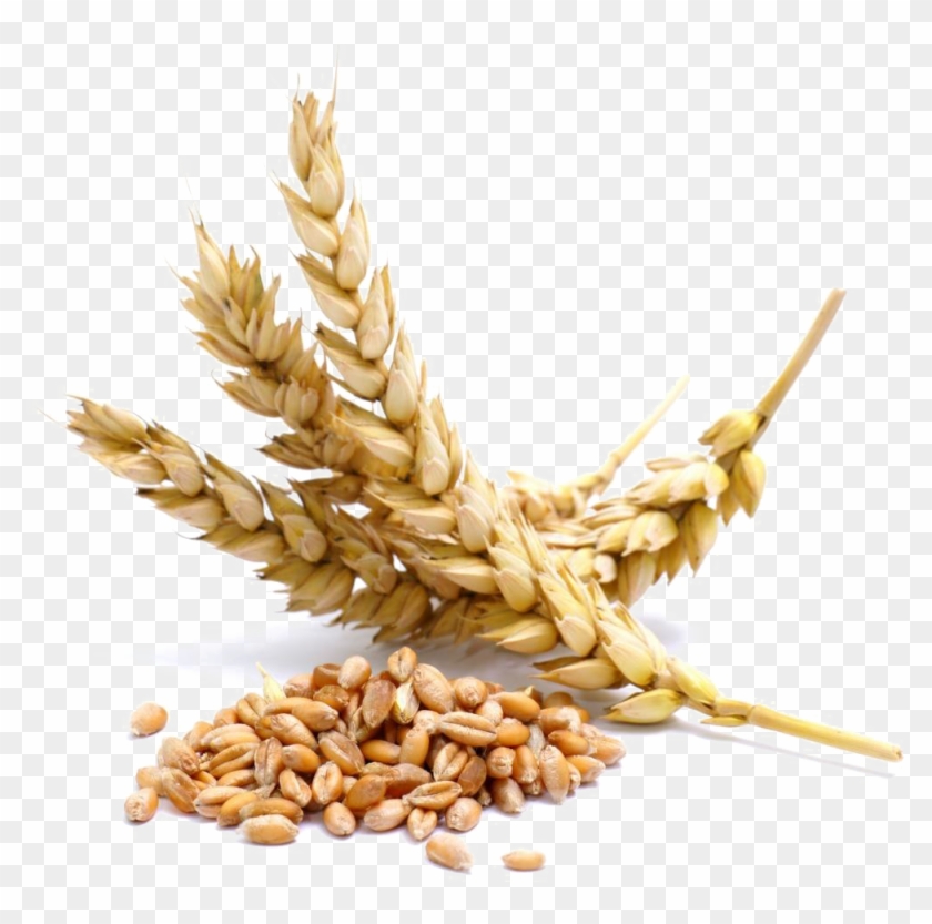 Wheat Png Transparent Image - Semillas De Trigo Png Clipart #531155