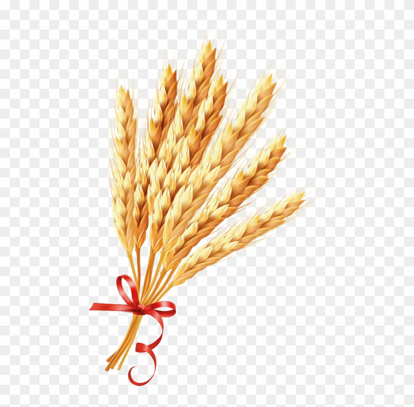 Download Wheat Png Images Background - Зерно Пнг Clipart