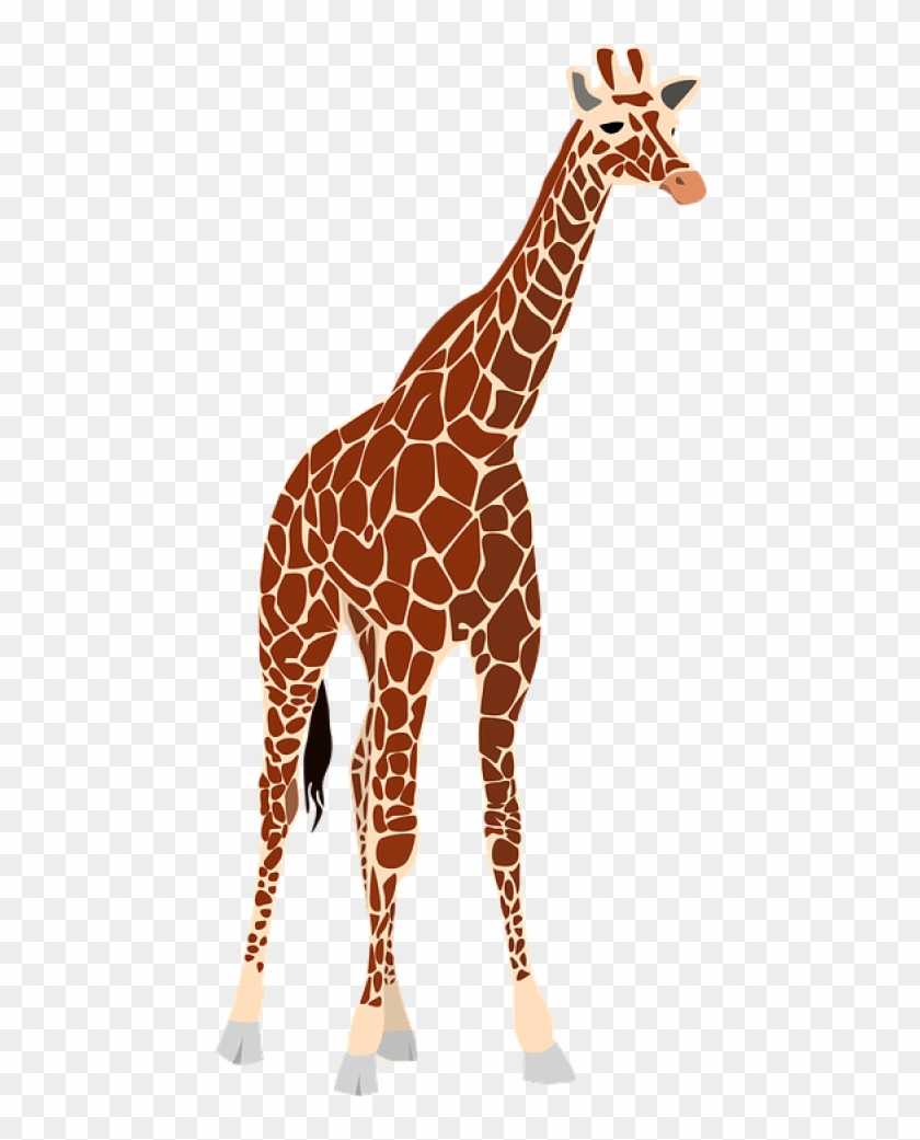 Free Png Download Giraffe Png Images Background Png - Giraffe Free Clipart #531248