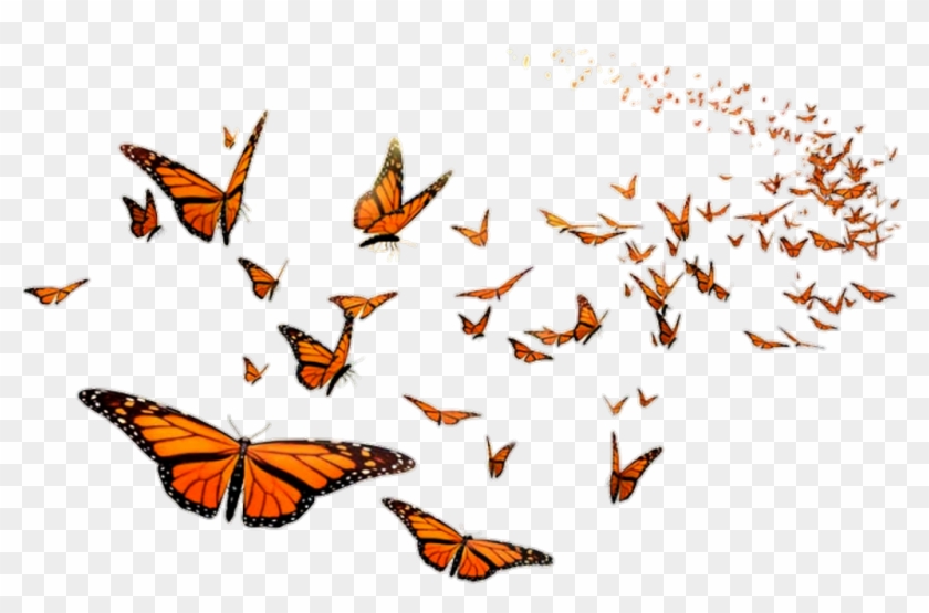 Butterflies Sticker - Butterfly All Clipart #531372
