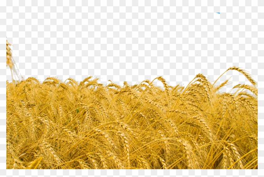 Wheat Field Png Clipart #531475