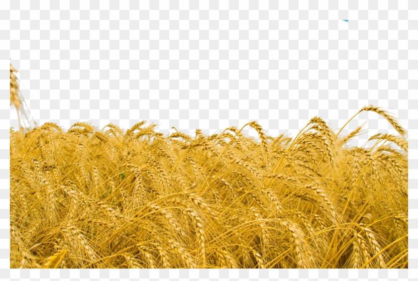 Wheat Field Png Clipart