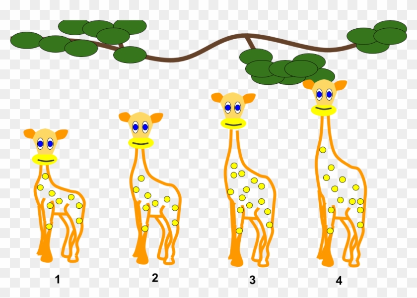 Lamarckian Inheritance- Giraffes - Giraffe Lamarck Clipart #531494