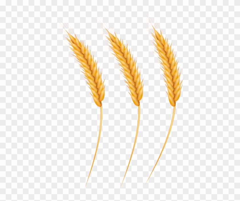 Free Png Download Wheat Grains Clipart Png Photo Png - Grain Clipart Png Transparent Png