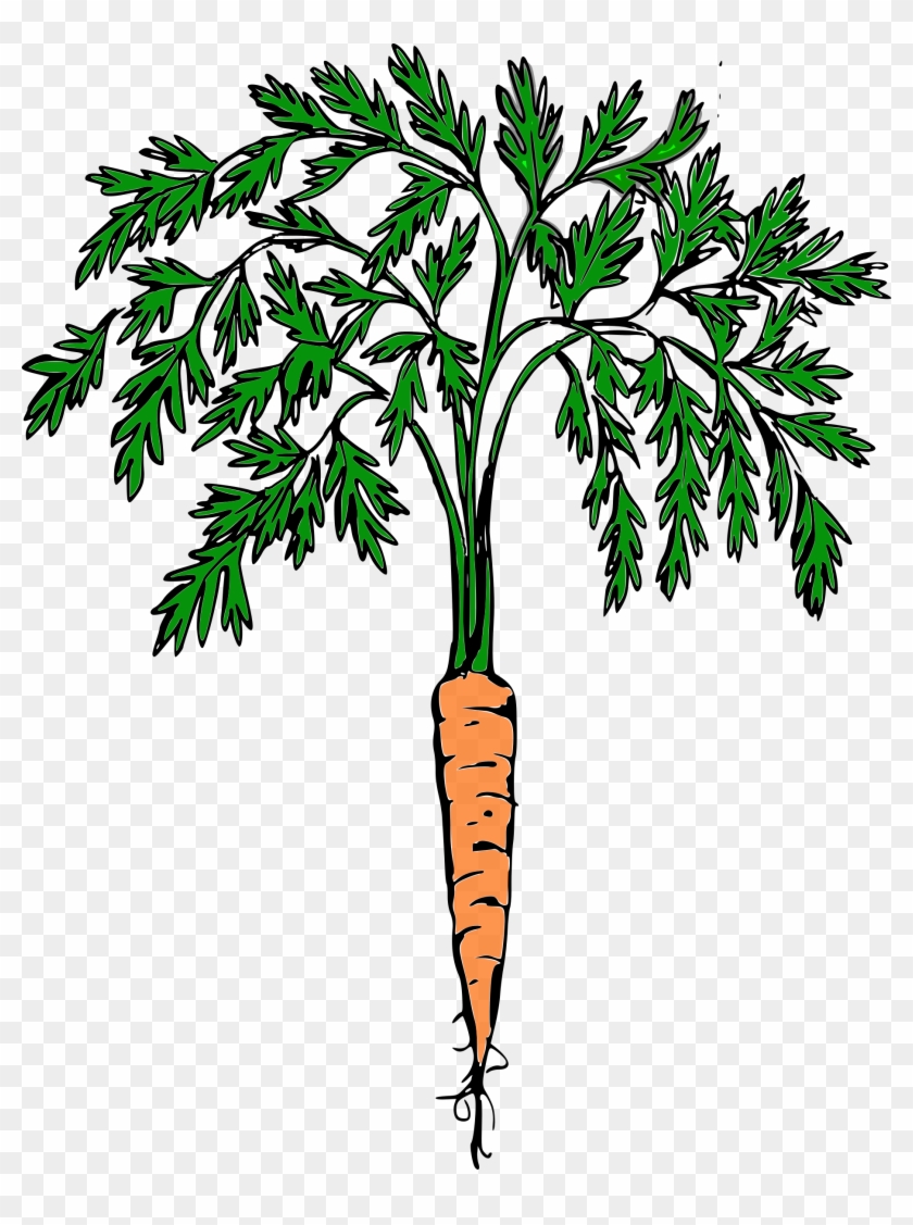 This Free Icons Png Design Of Orange Carrot Clipart #531618