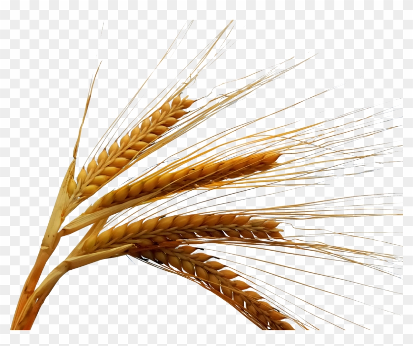 1517 X 1200 10 - Day Of First Fruits Clipart #531768