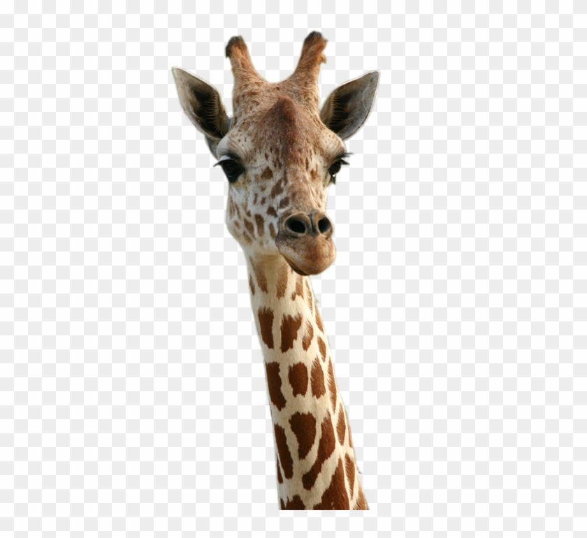 Liked Like Share - Happy Birthday With Giraffe Clipart #531771