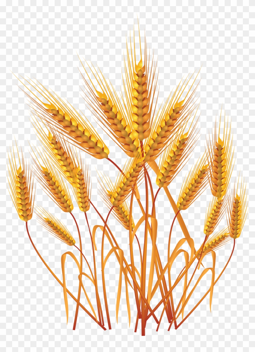 Wheat Png Clipart #531794