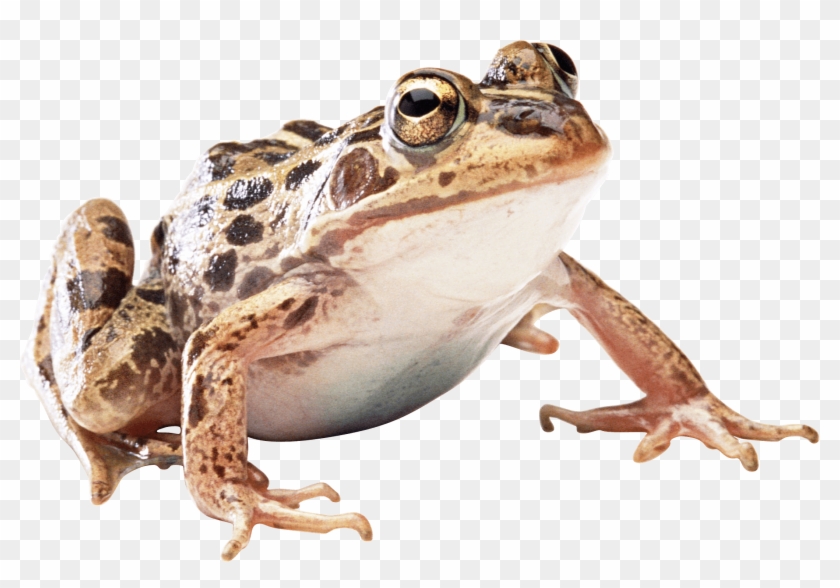 Brown Frog - Wood Frog Png Clipart