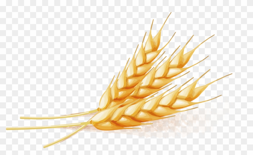 Wheat - Wheat Vector Png Clipart