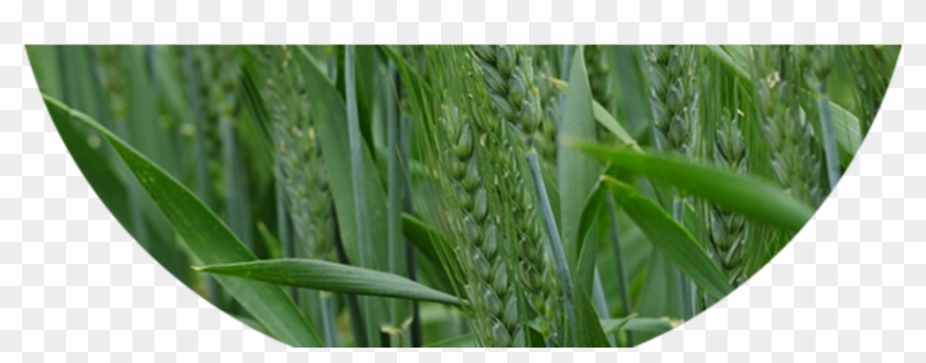 Harper - Barley Grass Matured Size Clipart #532084