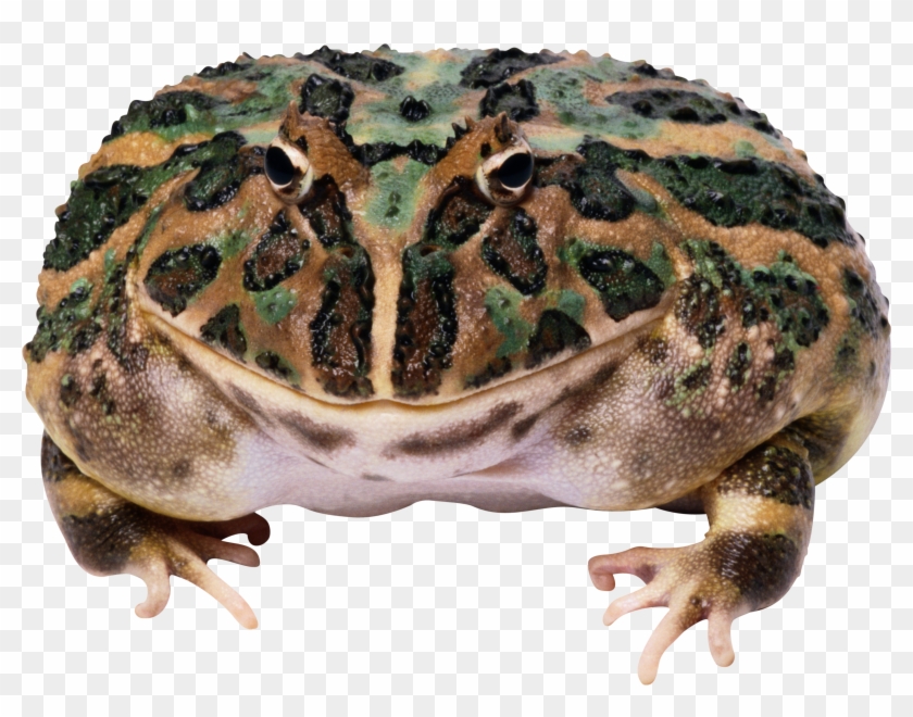 Frog Png - Toads And Frogs Clipart #532115