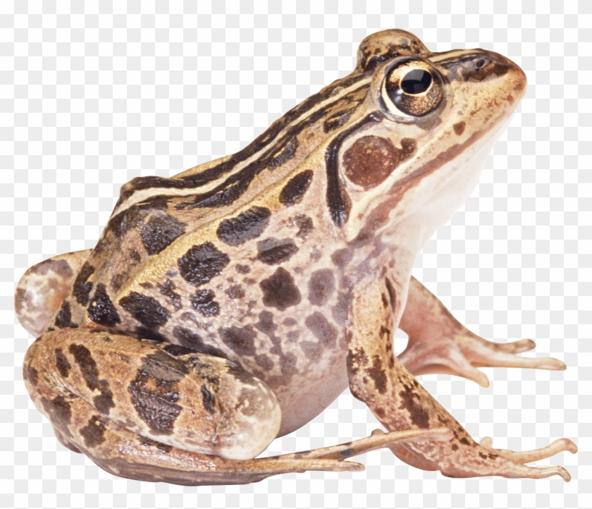 Brown Frog Sideview - Frog Png Clipart #532144