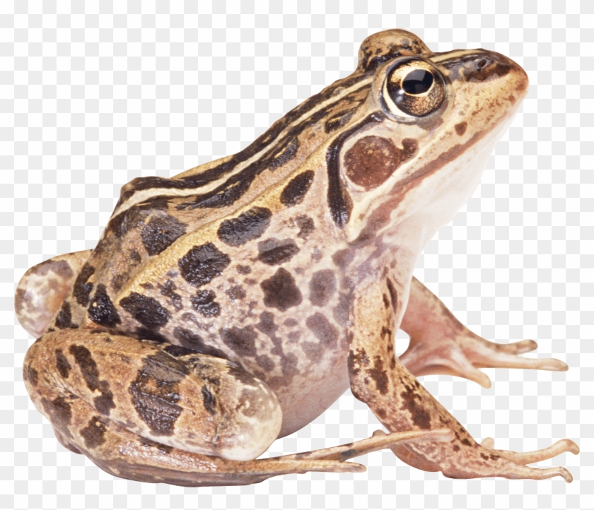 Brown Frog Sideview - Frog Png Clipart