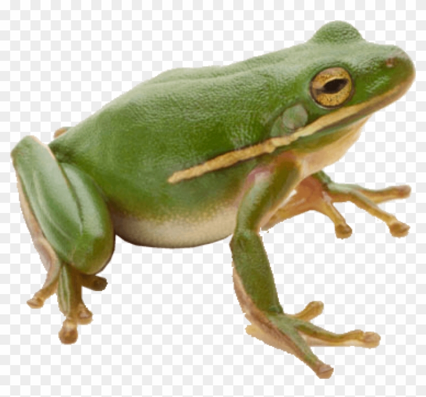 Png Frog - Frog Png Clipart #532202