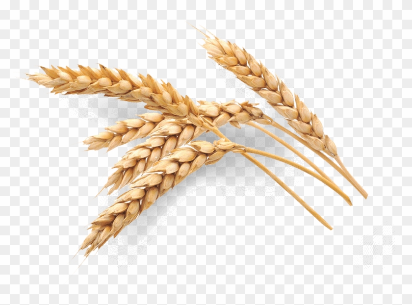 Oat Wheat Clipart #532263