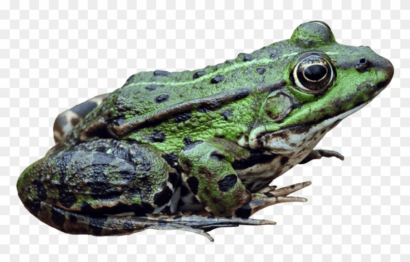 Free Png Download Frog Png Images Background Png Images - Mink Frog Clipart #532294