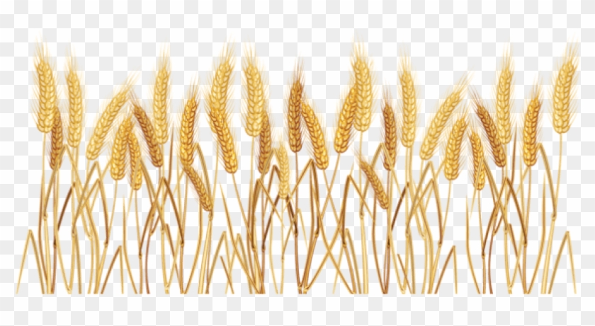 Grain Clipart Yellow Wheat - Transparent Crop Clip Art - Png Download #532295