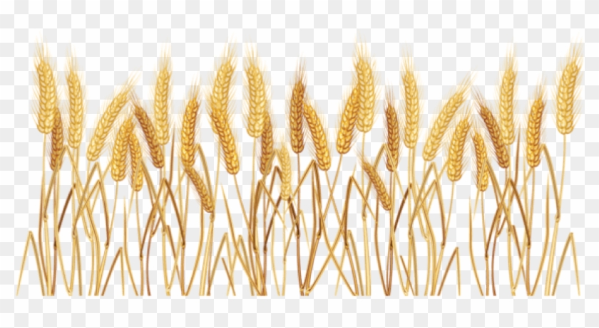 Grain Clipart Yellow Wheat - Transparent Crop Clip Art - Png Download