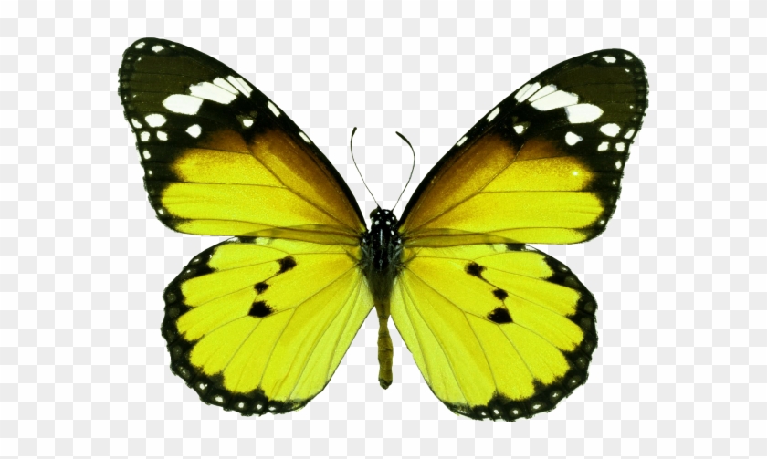 Butterfly - Orange Tiger Butterfly Png Clipart #532452