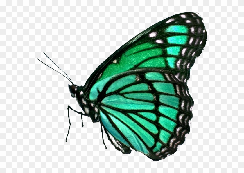 Butterfly - Butterfly By William Wordsworth Clipart