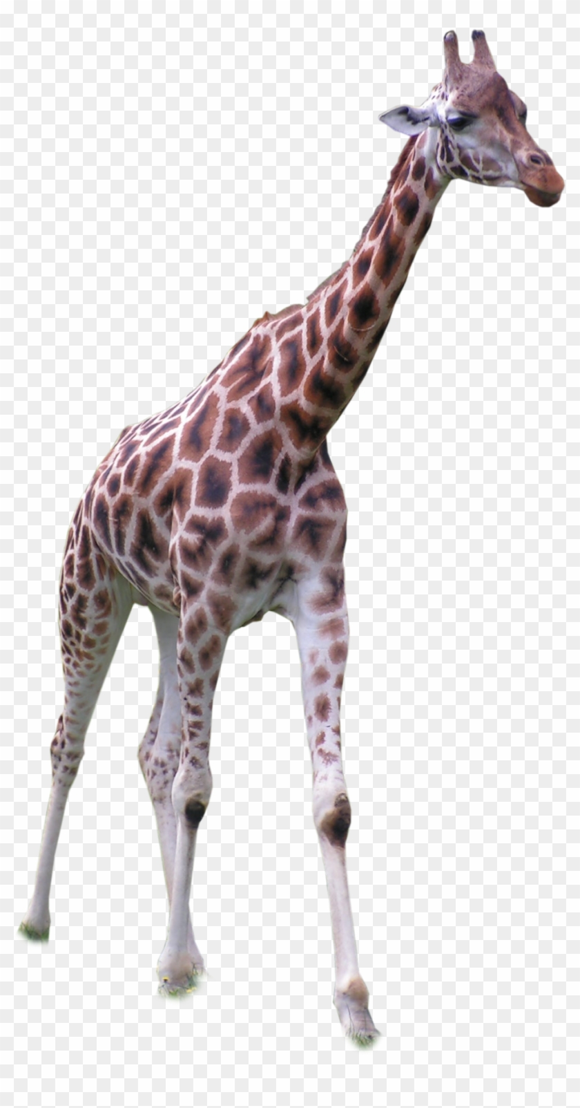 Hươu Cao Cổ Clipart